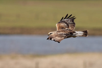 Ruigpootbuizerd / Rough-legged Buzzard