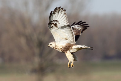 Rough-legged Buzzard