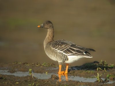 Toendrarietgans / Tundra bean goose