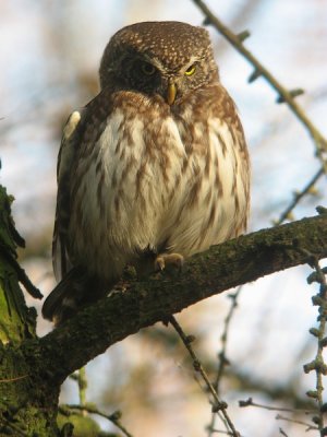 Dwerguil / Pygmy owl