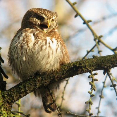 Dwerguil / Pygmy owl