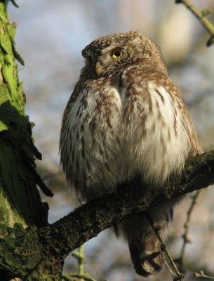 Dwerguil / Pygmy owl