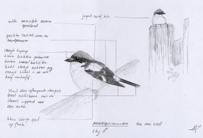Roodkopklauwier / Woodchat Shrike