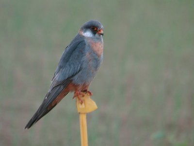 Roodpootvalk/ Red-footed Falcon