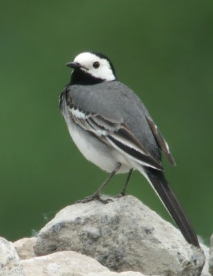Witte kwikstaart / Pied Wagtail