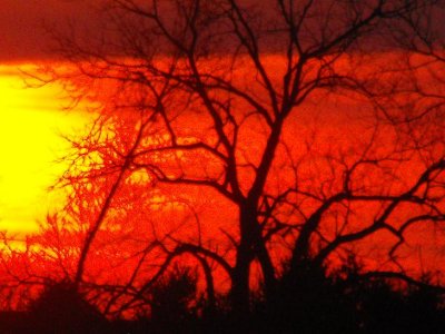 Profile of the tree against the sun-sm.JPG