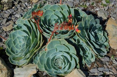 Echeveria glauca.jpg