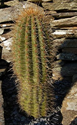 Trichocereus pasacana.jpg