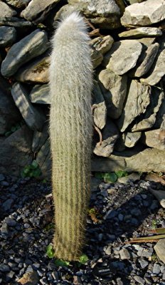 Cleistocactus strausii.jpg