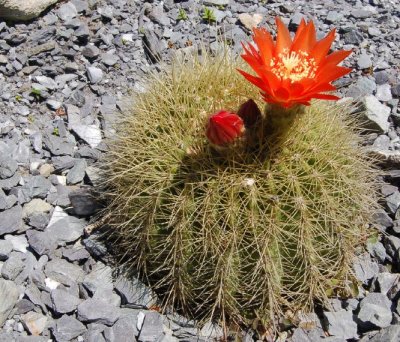 Spiny Echinopsis formosa.jpg