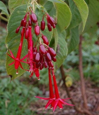 Fuchsia boliviana.jpg