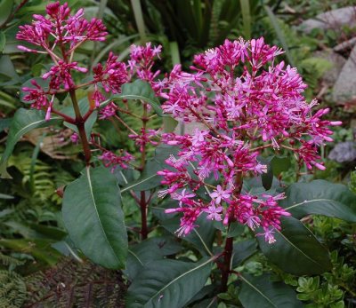 Fuchsia paniculata.jpg