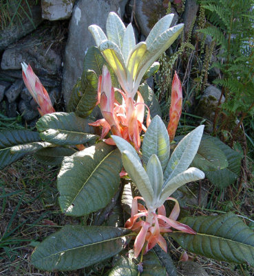 Rhododendron basilicum