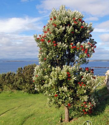 Metrosideros excelsa