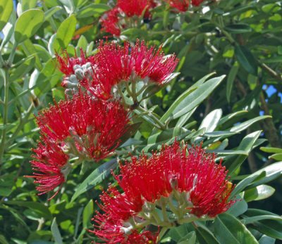 excelsa flowers