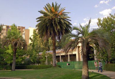 The Royal Botanical Garden of Madrid
