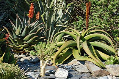 Aloe aloiodes and ferox.jpg