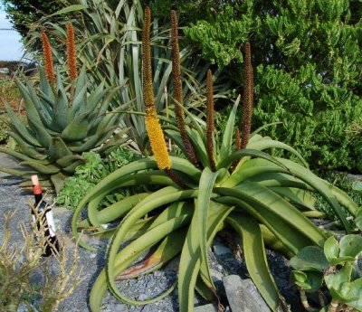Aloe alooides 2-08.jpg