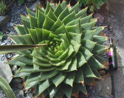 Aloe polyphylla 3-08.jpg