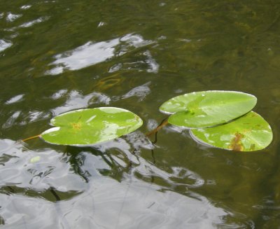 P 133-134 Flora of NB