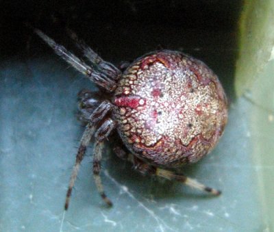 Araneus marmoreus