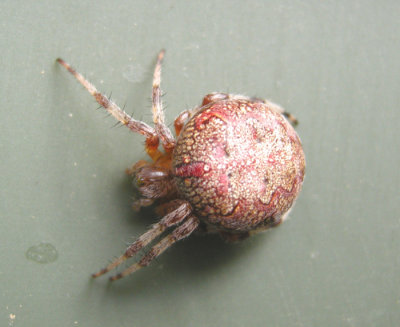 Araneus marmoreus