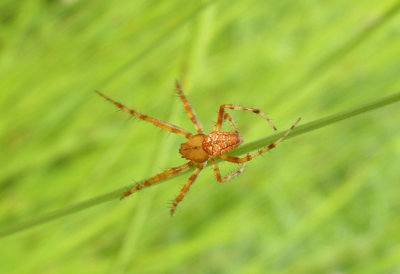 Araneidae - Orb Weavers