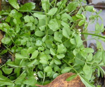 p 229 Flora of NB