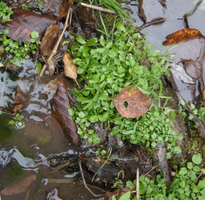 p 229 Flora of NB