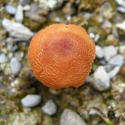 Mushroom 27a