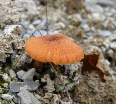 Mushroom 27b