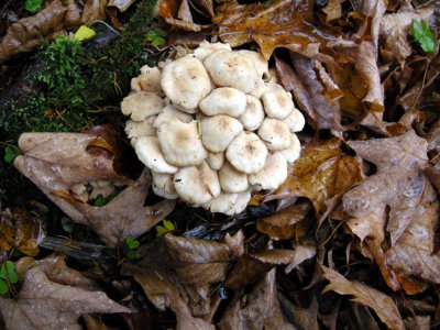 Mushroom 28