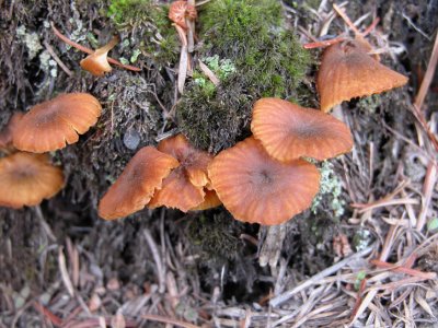 Mushroom (Agaricomycetidees sp Xeromphalina ?)
