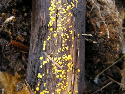Bisporella citrina-Calycelle citrine-Lemmon Drops