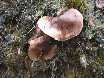 Mushroom 34