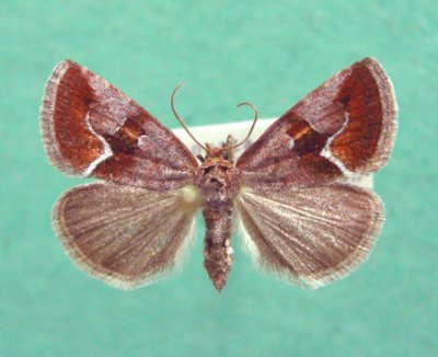 9046 Deltote bellicata