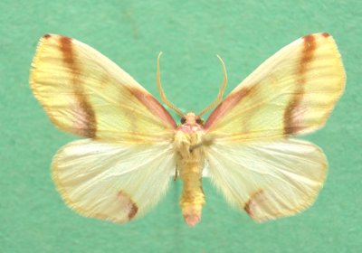 6840 Plagodis serinaria