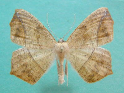 6982 Prochoerodes lineola 3