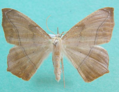 6982 Prochoerodes lineola 6