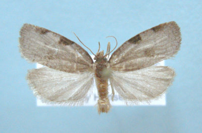 Loxotaenia species
