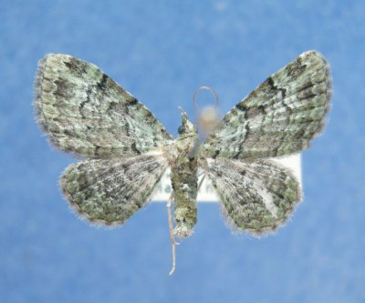 7625 Chloroclystis rectangulata (Rare)