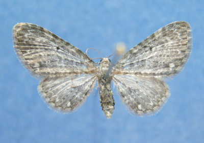 7488 Eupithecia tripunctata( tres rare/very rare)