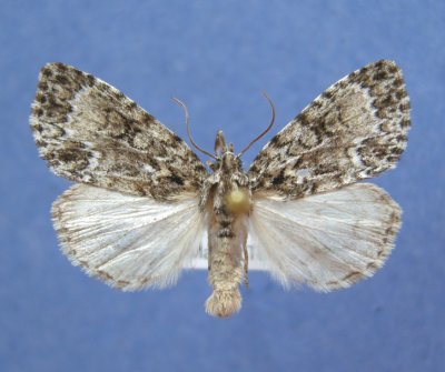 931458 (9241) Acronicta fragilis