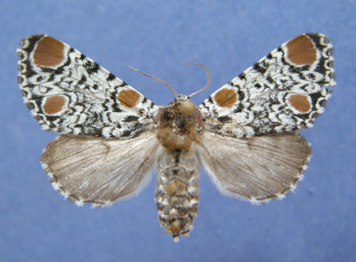 931498 (9286) Harrisimemna trisignata