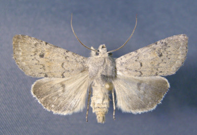 10714 Euxoa(Pleonectopoda)quebecensis