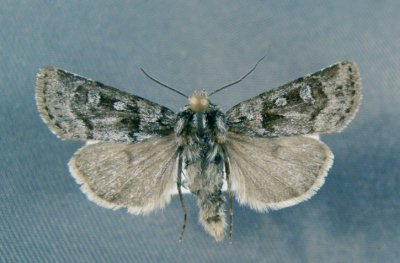 10711 Euxoa(Pleonectopoda)churchillensis
