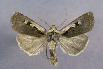 10707 Euxoa (Pleonectopoda)westermanni