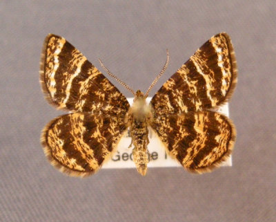6321 Epelis truncataria