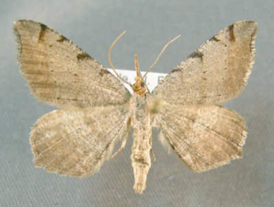 6341,1 Macaria bicolorata