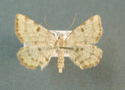 6283 Speranza sulphurea